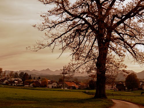 景觀, 村莊, 樹 的 免費圖庫相片