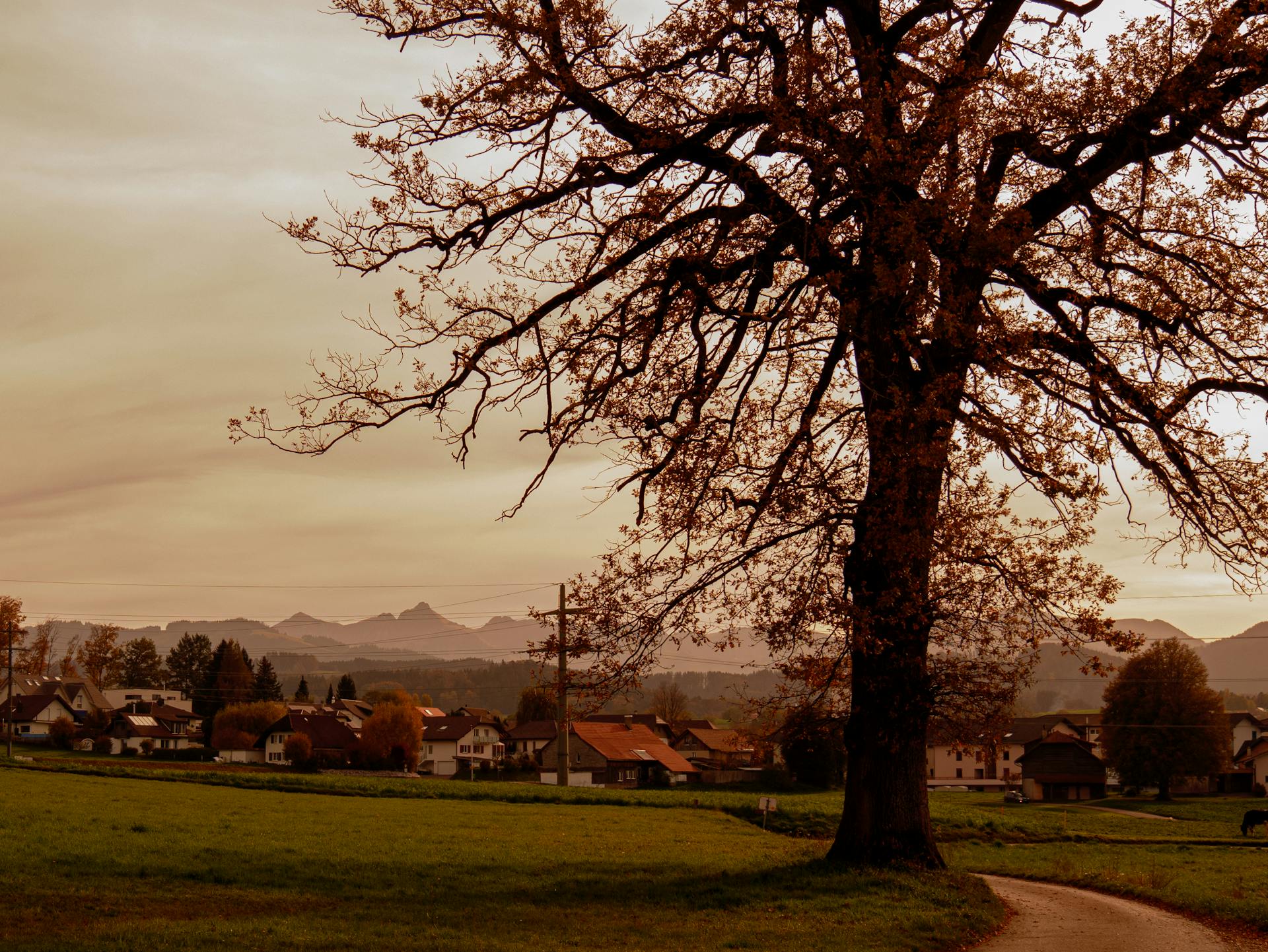 A calming autumn rural scene with a large tree and a distant village, evoking tranquility.