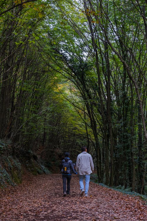 Photos gratuites de arbres, bois, chemin de terre