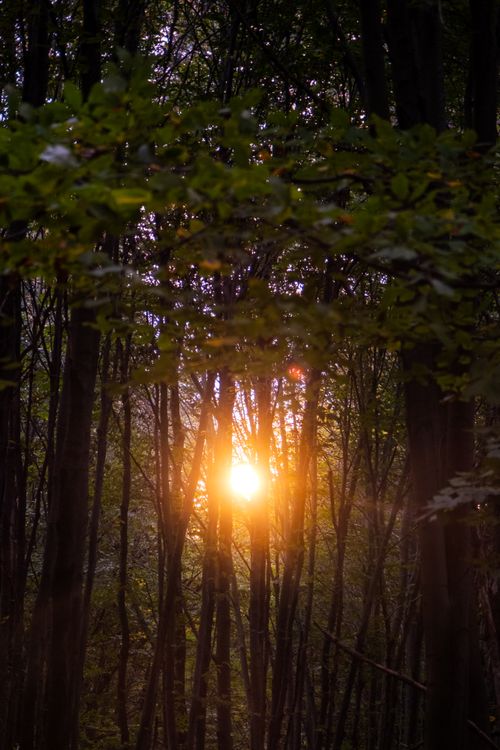 Free Sunset illuminating a tranquil forest with soft bokeh effects and lush green foliage. Stock Photo