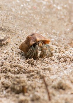 Close-up of a hermit crab on white sandy beach showing its intricate shell texture.