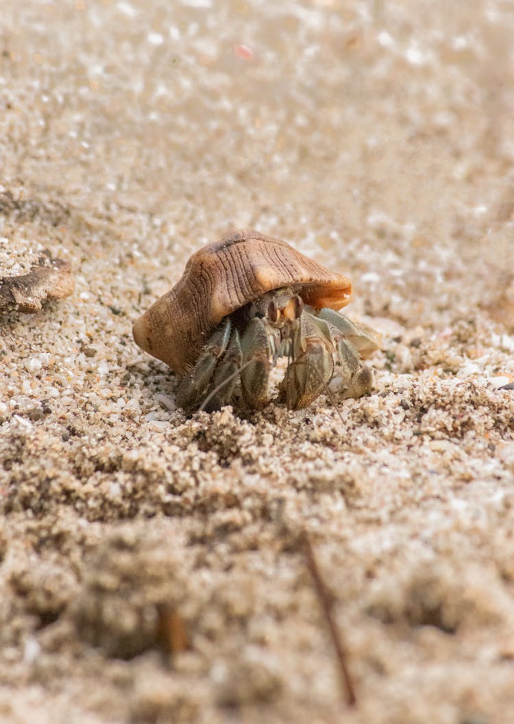 Close-Up Shot Of A Hermit Crab On Beach Sand