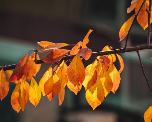 Kostenloses Stock Foto zu blatt, herbst, orange