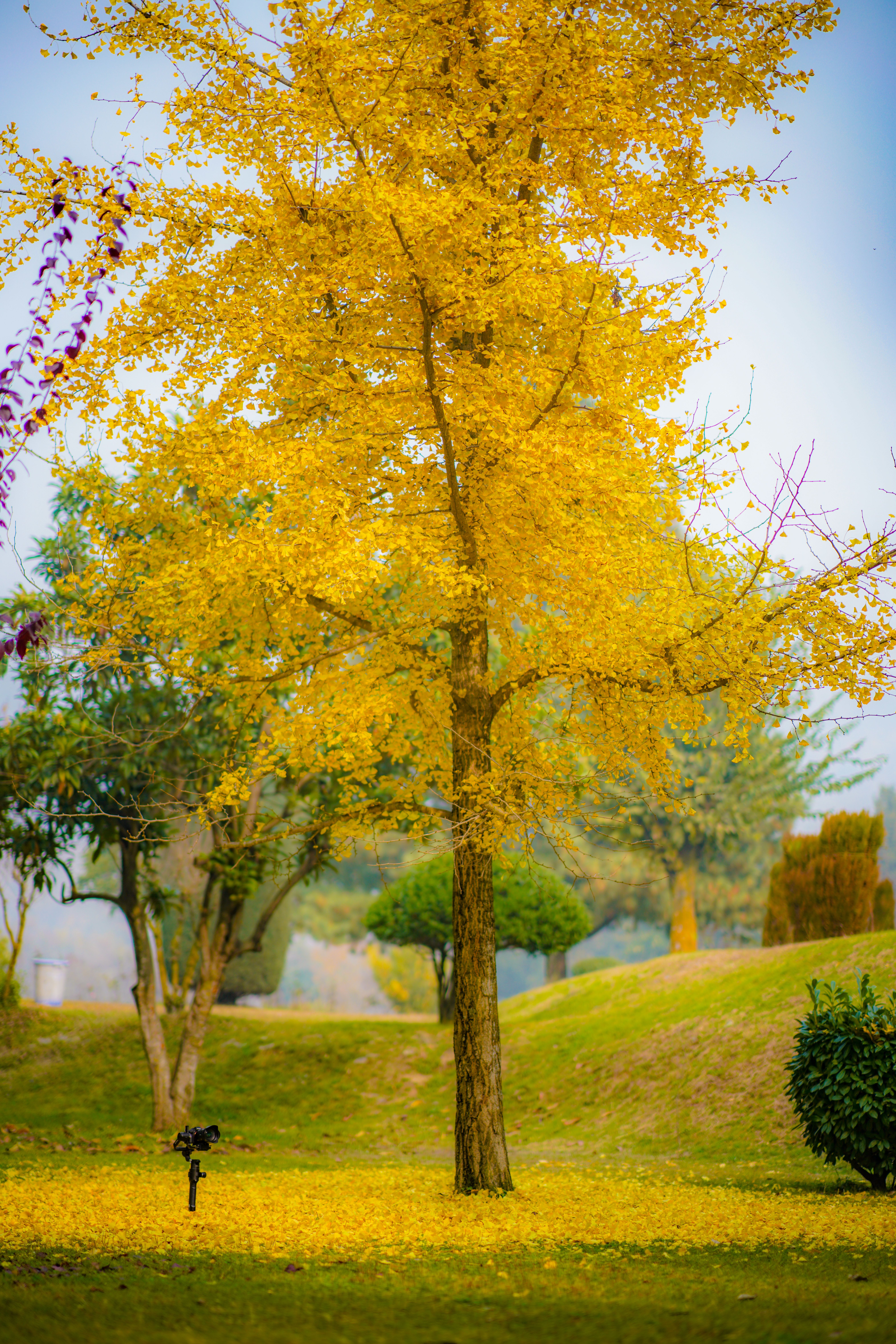 Golden Leaves on Tree in Park in Autumn · Free Stock Photo