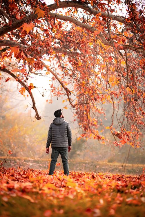 Free Person in autumn park standing under vibrant orange leaves of a large tree. Stock Photo