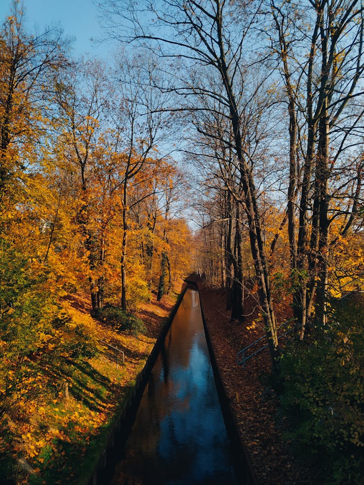 A Creek Between Yellow And Leafless Trees