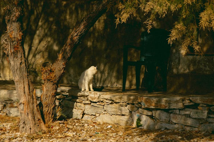 Photo Of A White Cat In A Mediterranean Garden