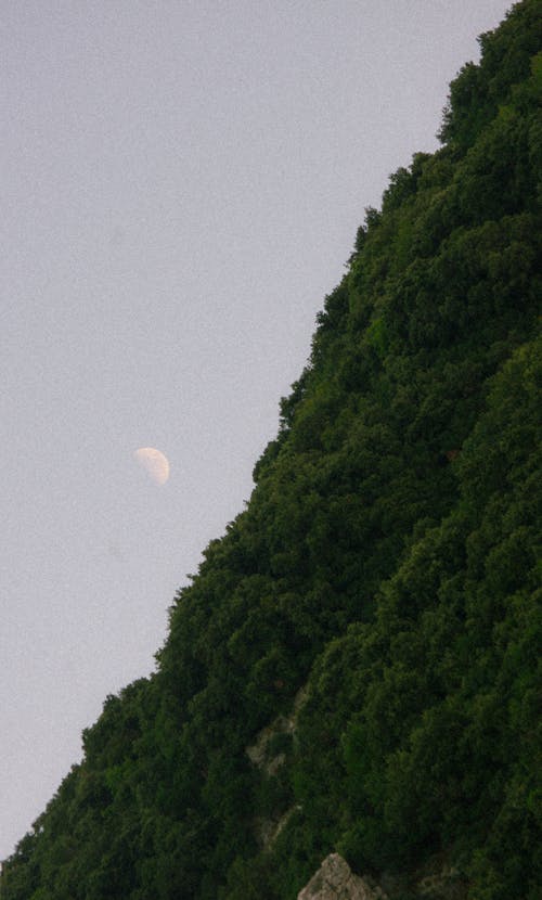 가파른, 나무, 달의 무료 스톡 사진