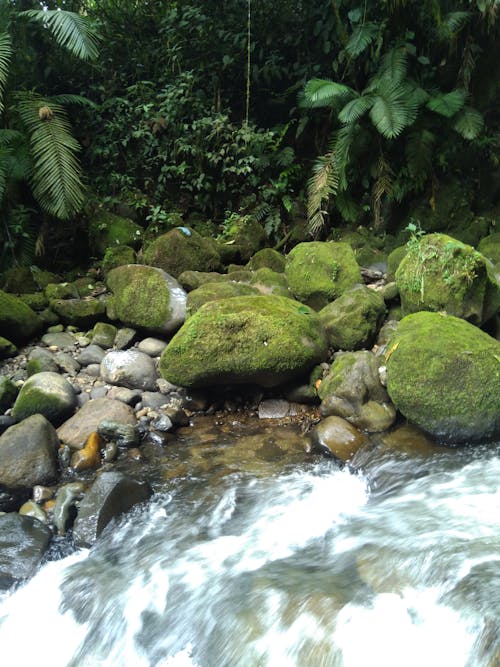 Mossy Stones on the Bank of a Rushing Stream