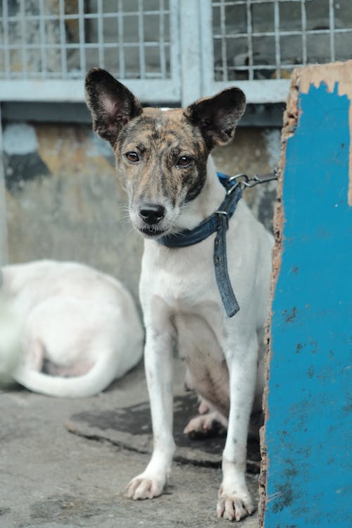 Kostnadsfri bild av canidae, djur, djurfotografi