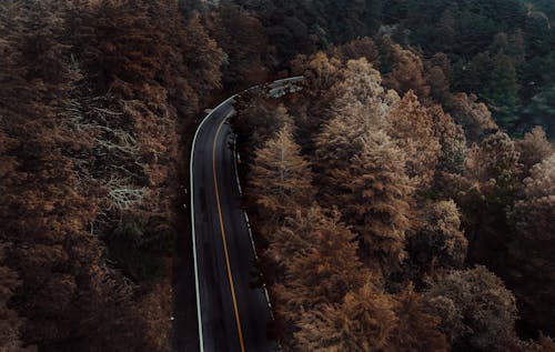 Fotos de stock gratuitas de arboles, bosque, carretera