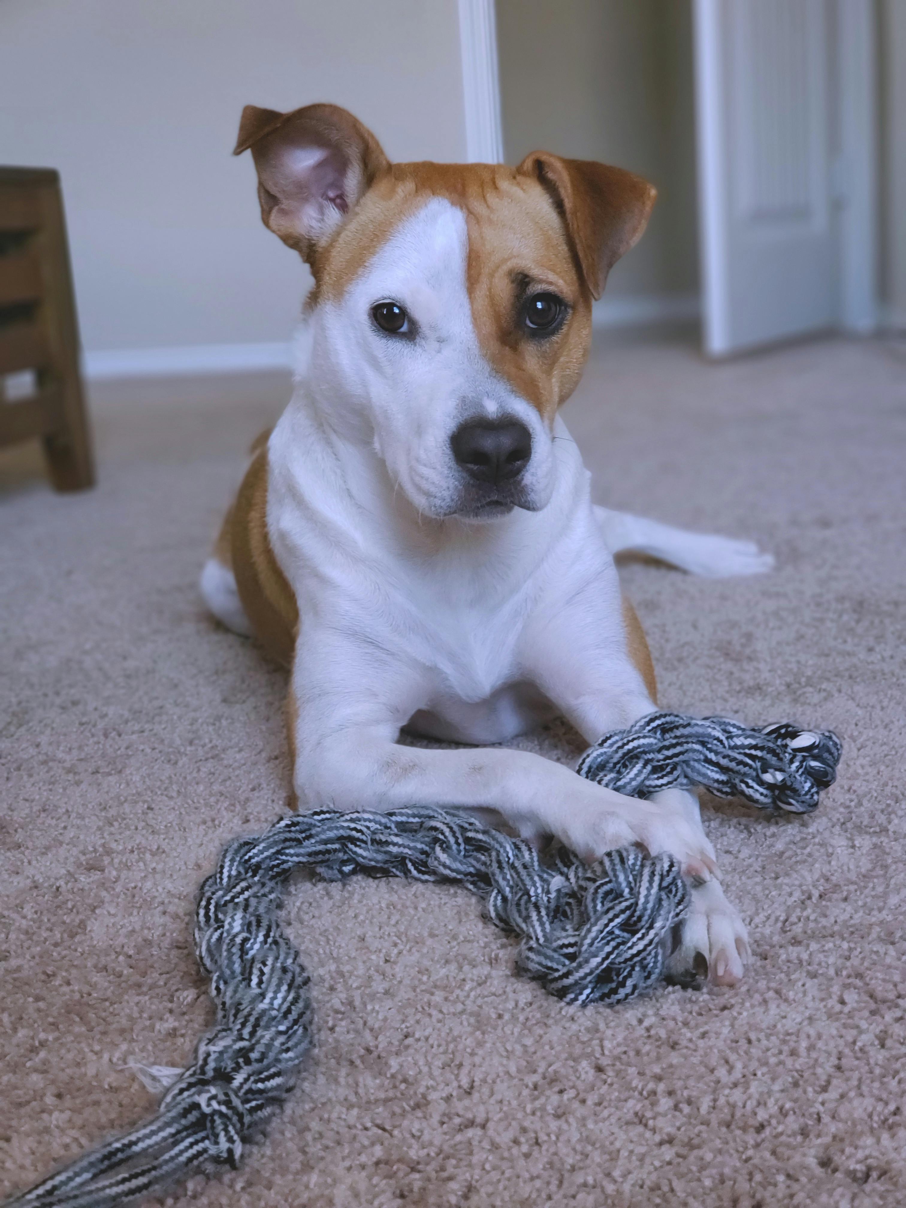 Free Stock Photo Of Animal Dog Dogs