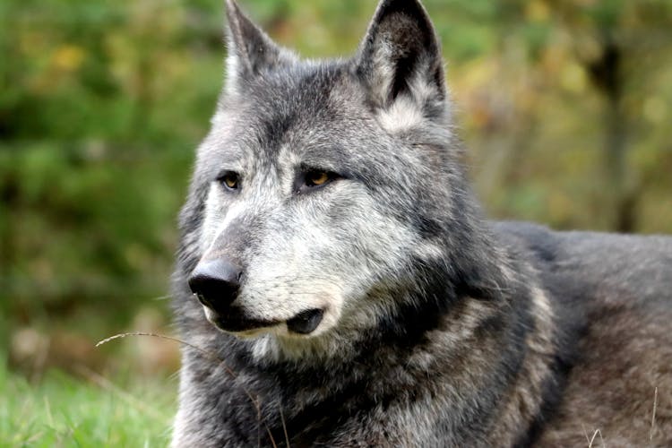 Close-Up Shot Of A Wolf 