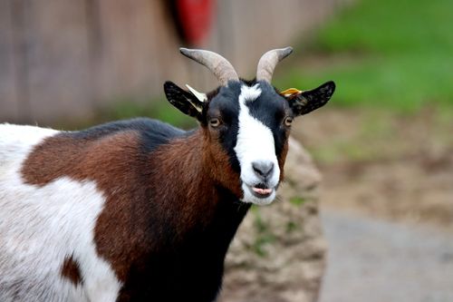 Free Adorable multicolored goat with horns sticking out its tongue outdoors. Stock Photo