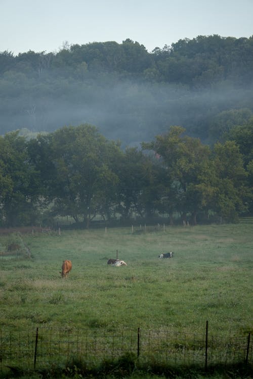 Δωρεάν στοκ φωτογραφιών με αγελάδες, αγρόκτημα, βόδια