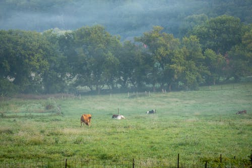 Ilmainen kuvapankkikuva tunnisteilla kenttä, laidun, lehmät