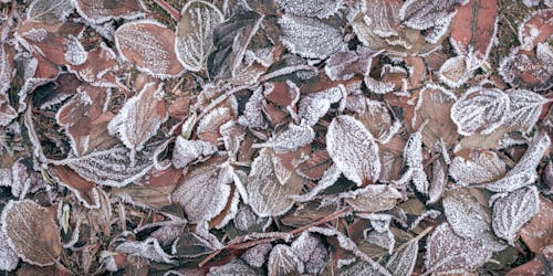 Fotos de stock gratuitas de congelado, escarchado, hojas