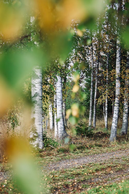 Бесплатное стоковое фото с береза, березы, зеленый лес