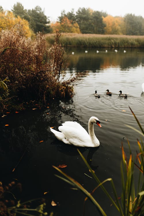 Free A Swan in Water Stock Photo