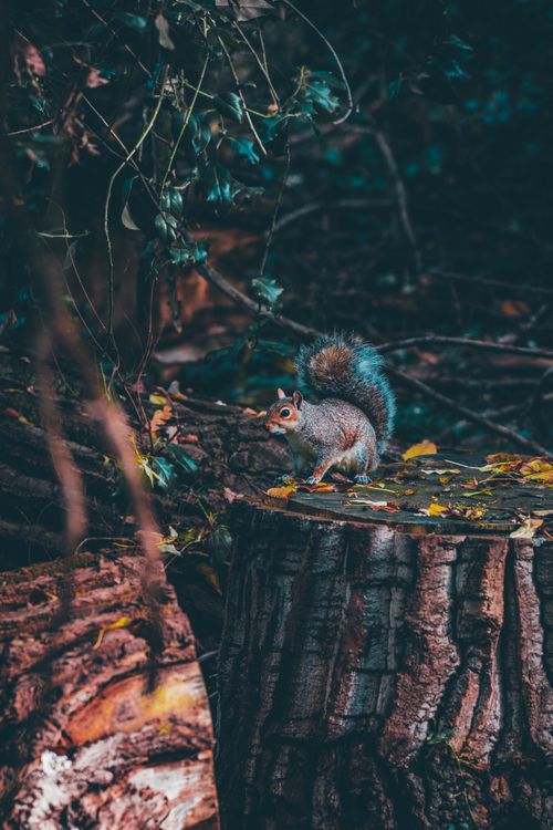 Free A grey squirrel perched on a tree stump amidst lush foliage in a London forest setting. Stock Photo