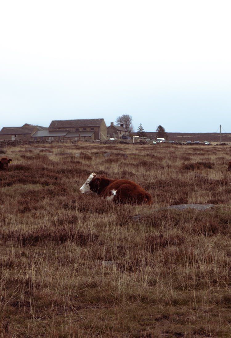 Brown Cow Lying On Brown Grass Field