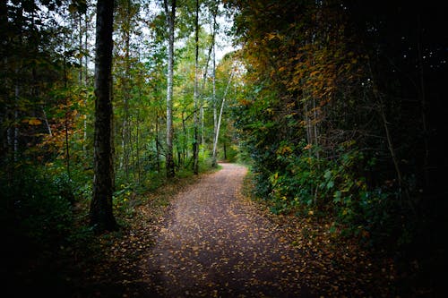 Dirt Road Between Forest Trees