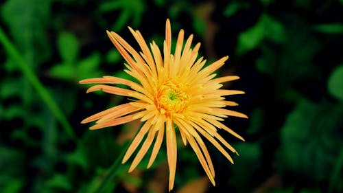 아름다운 꽃의 무료 스톡 사진