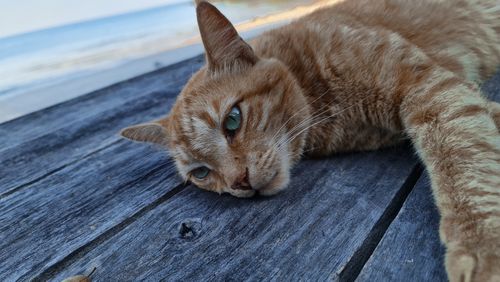 Free stock photo of brown, cat, pet Stock Photo