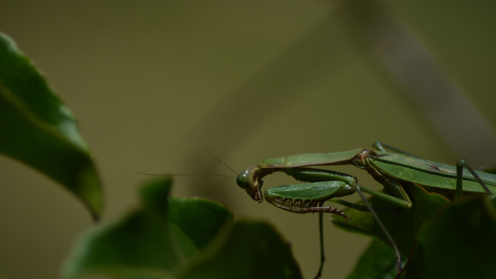 Mantis on leaves, Malawi