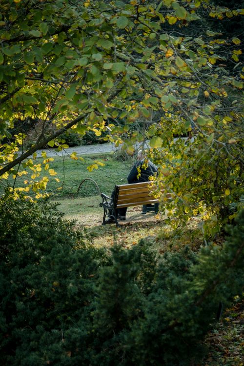 Free A lonely park bench surrounded by vibrant autumn foliage in a peaceful garden setting. Stock Photo