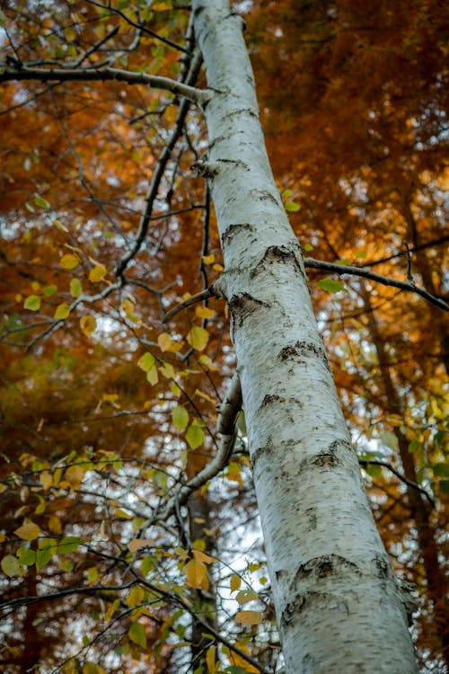 Close Up Photo of Birch Tree · Free Stock Photo