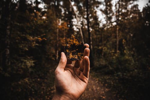 Holding a Decaying Autumn Leaf