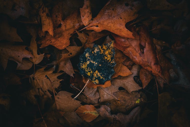 Yellow And Black Specled Leave Between Brown Leaves