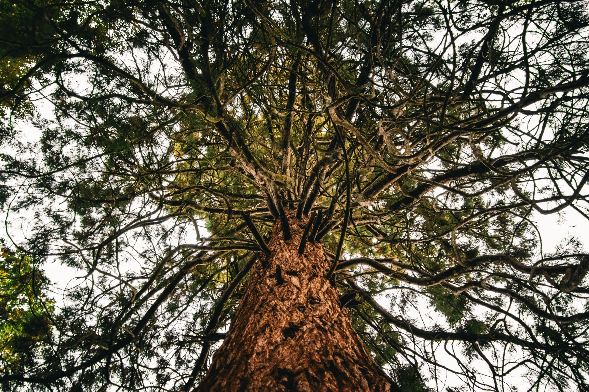 A stunning upward view of a giant redwood tree showcasing its tangled branches and robust trunk.