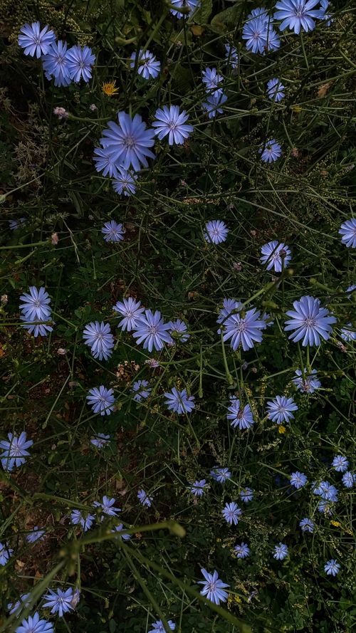Free A lush field filled with blooming chicory flowers under the summer sun. Stock Photo