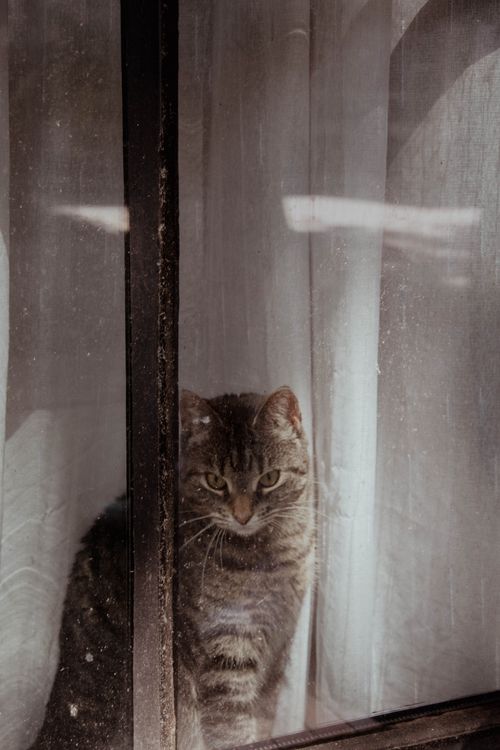Free Adorable tabby cat sitting by a window, gazing out in Utrecht, Netherlands. Stock Photo