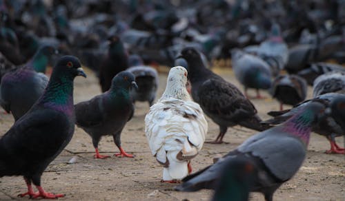 一群鳥, 動物攝影, 地面 的 免费素材图片