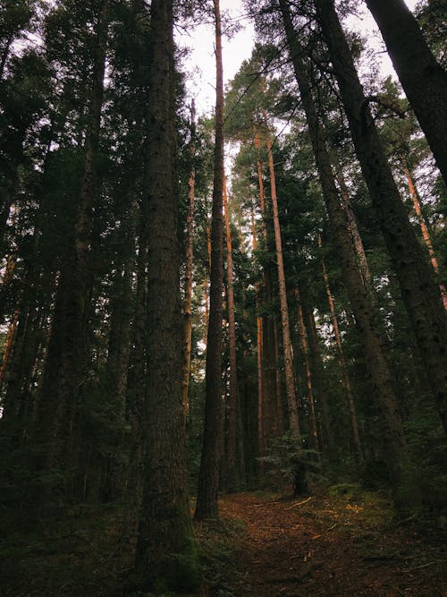 Бесплатное стоковое фото с 4k, вертикальный выстрел, высокие деревья