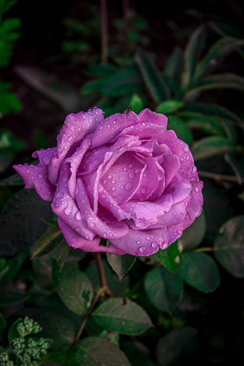 Wet Pink Rose in Close Up Photography