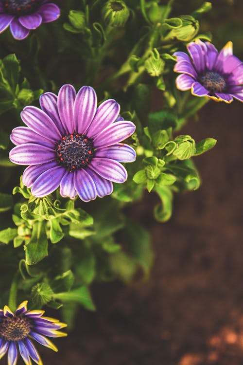 Kostnadsfri bild av afrikanska tusensköna, blomfotografi, flora