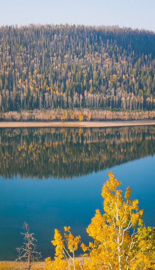 Gratis lagerfoto af efterår, falde, lodret skud