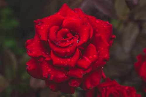 Free Close-up of a vibrant red rose covered in dew droplets, showcasing its intricate beauty. Stock Photo