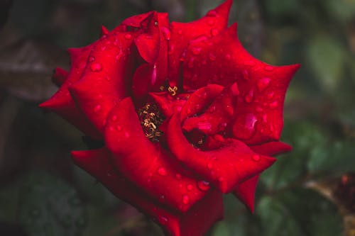 A Wet Red Rose in Bloom