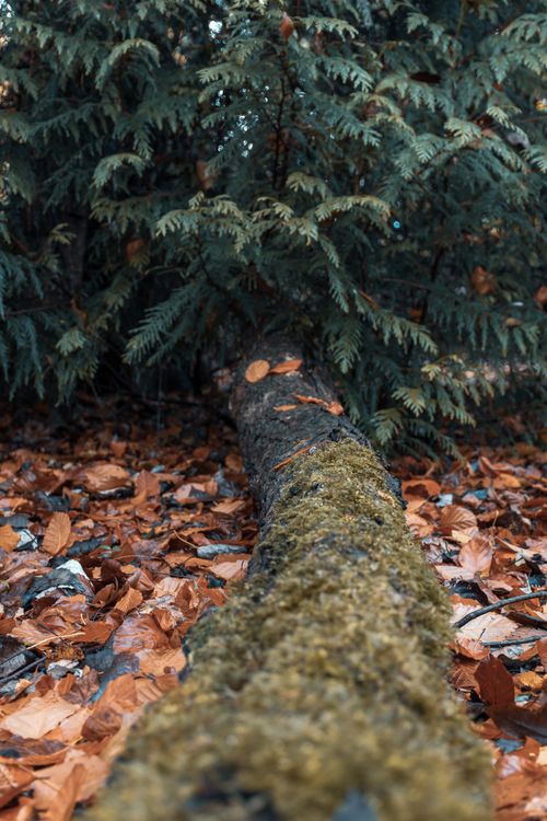 Free Explore the autumn forest in Craigavon with a moss-covered log and fallen leaves. Stock Photo