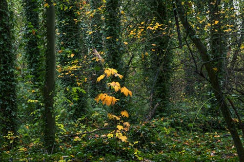 Immagine gratuita di alberi, ambiente, foglie