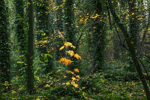 Imagine de stoc gratuită din arbori, centrale, codru