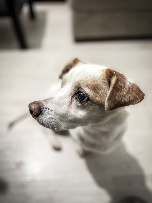 Close Up Photo of Short Coated Dog