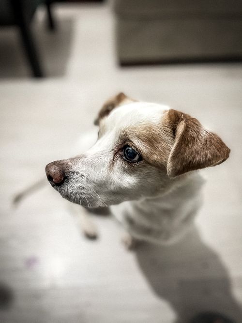 Free A focused close-up of a Jack Russell Terrier, highlighting its attentive expression indoors. Stock Photo