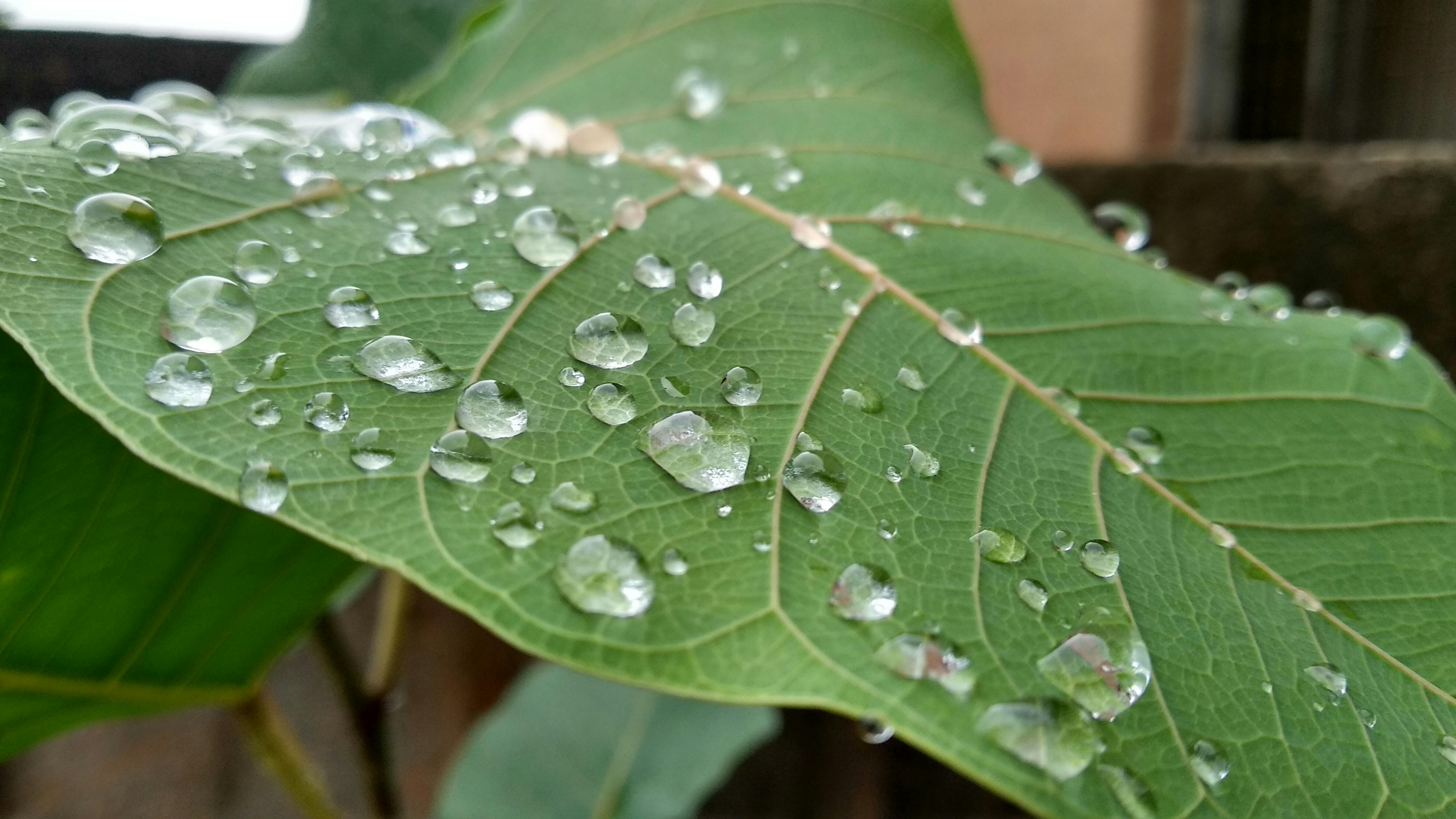 Free stock photo of green leaf, water droplets, water droplets on leaf