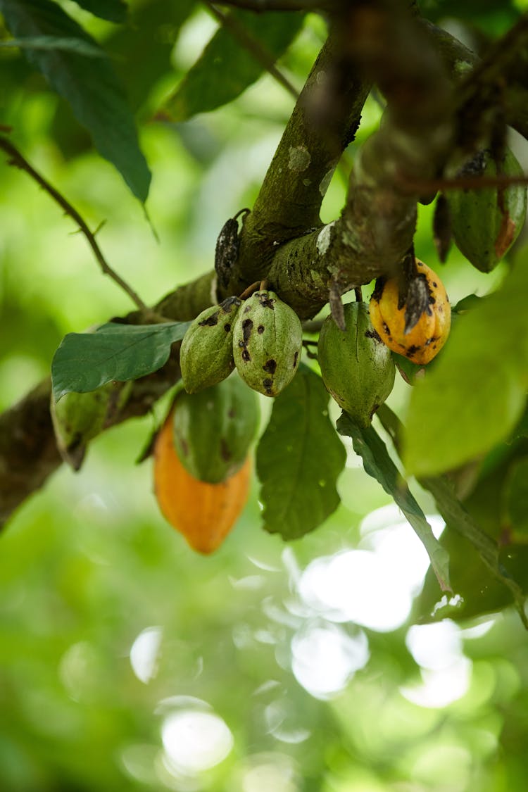 Green And Yellow Cacao Fruit On Tree Branches